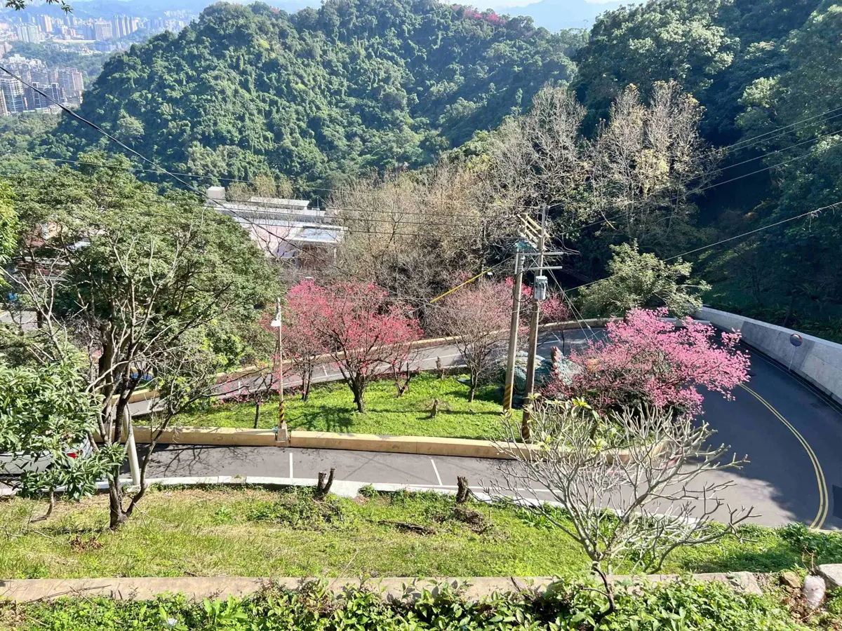 新北賞櫻秘境大公開!中和烘爐地、土城太極嶺步道粉色花海盛開,健行祈福一次滿足