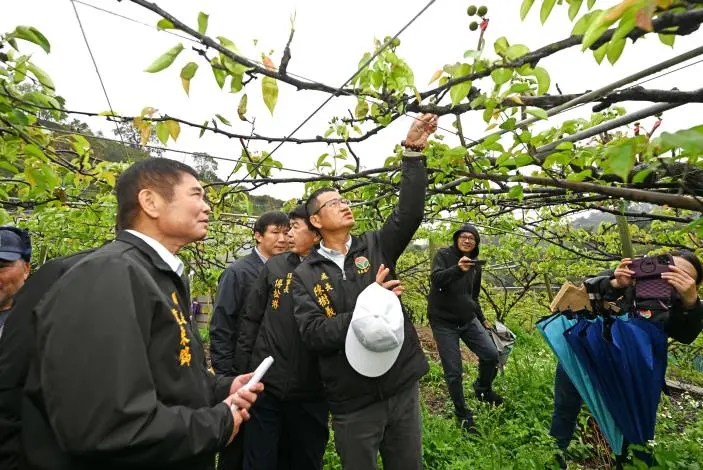 苗栗高接梨慘了!1月低溫乾旱致災損千萬,縣長鍾東錦急奔大湖勘災爭補助