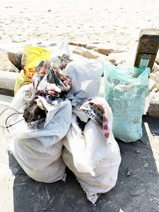 守護金門三棘鱟繁殖地!縣府下埔下海岸清除銷毀8張廢棄漁網