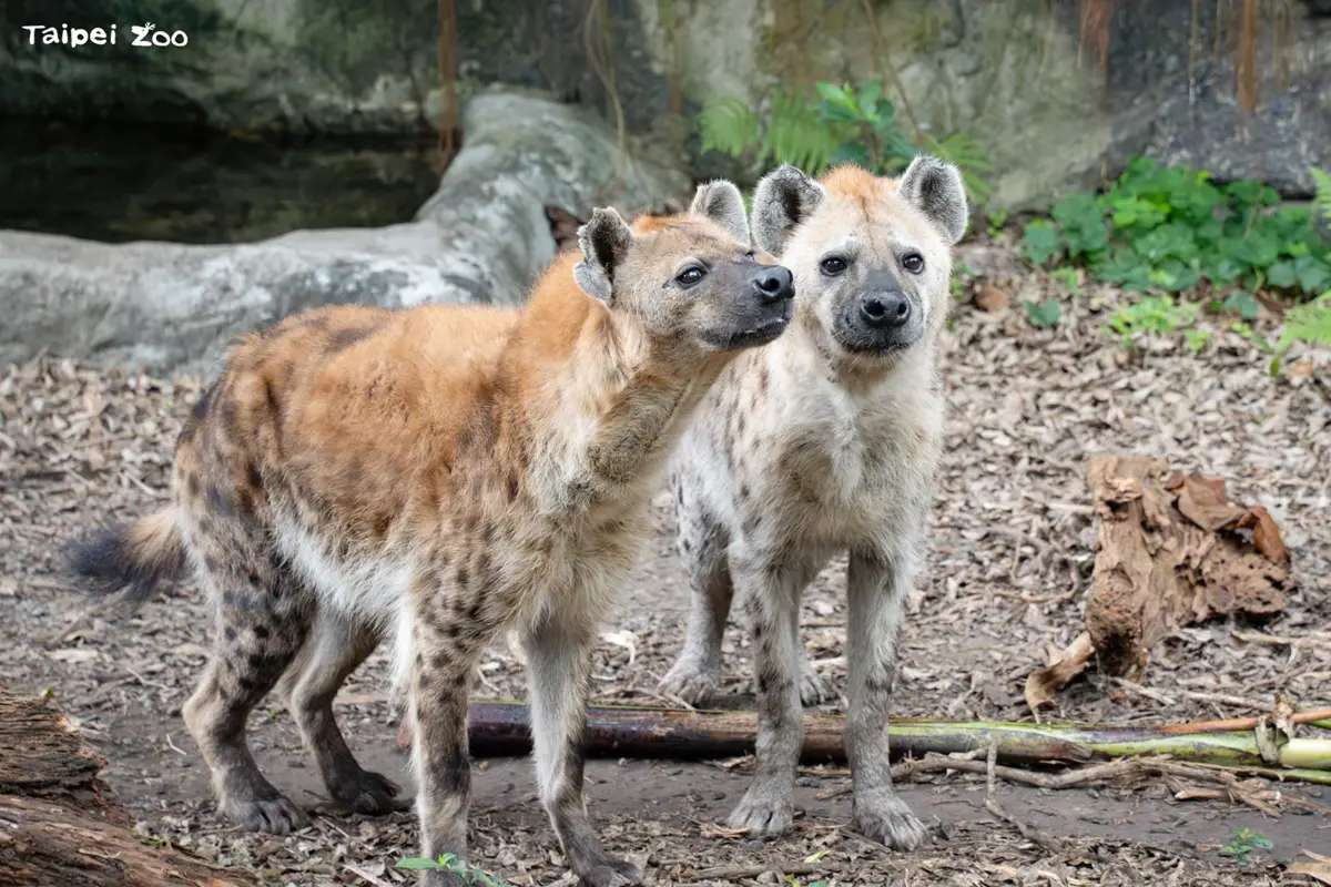 反派大翻身!動物園揭斑點鬣狗「女力爆棚」日常,母的超兇公的只能偷玩