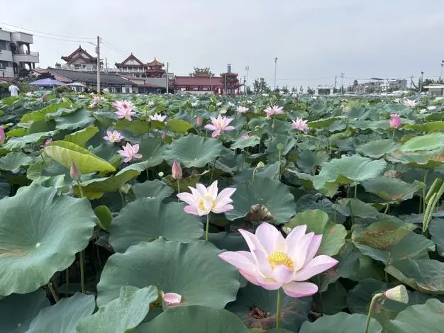 圖片來源:臺南市政府