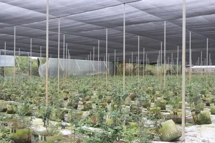 圖片來源:苗栗縣政府