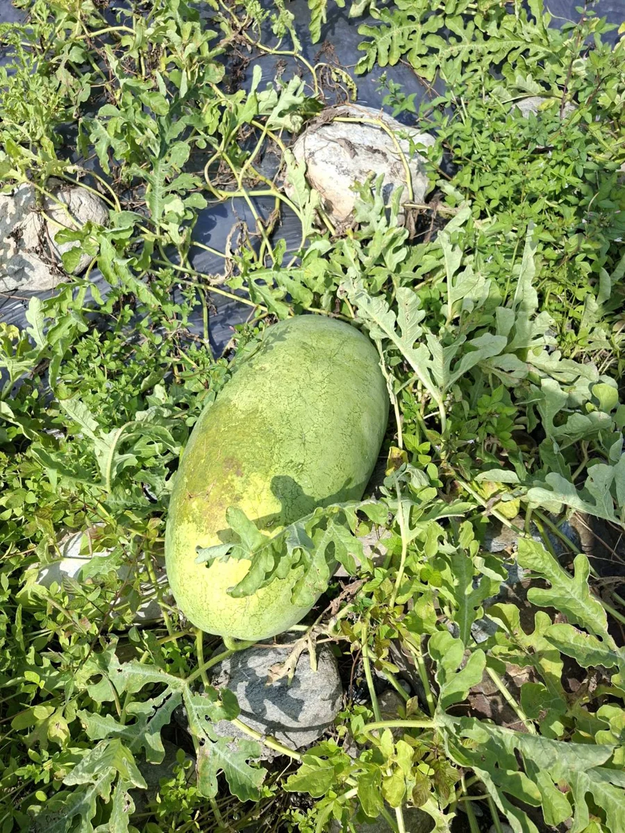 圖片來源：花蓮縣政府
