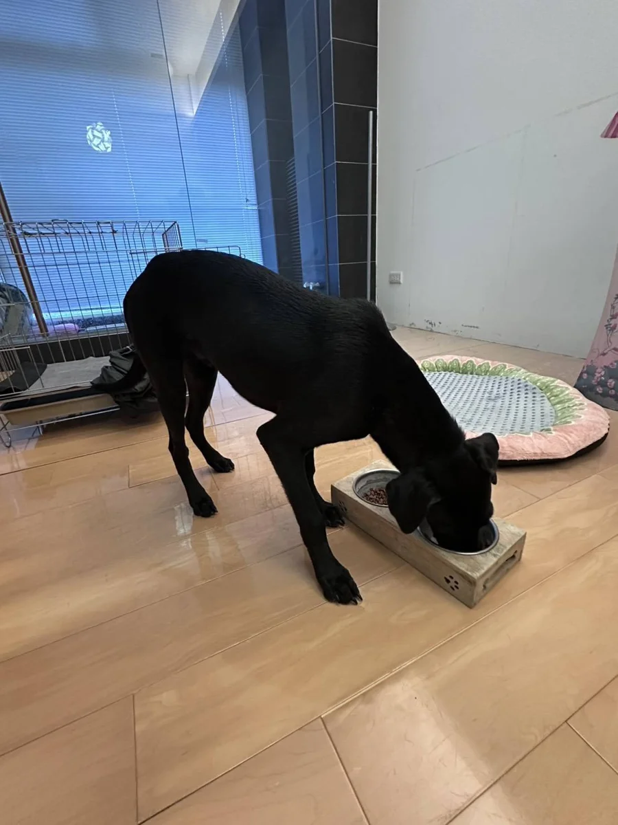消防分隊人員持BB槍射犬!彰化動防所依法開罰,受虐犬現況曝光