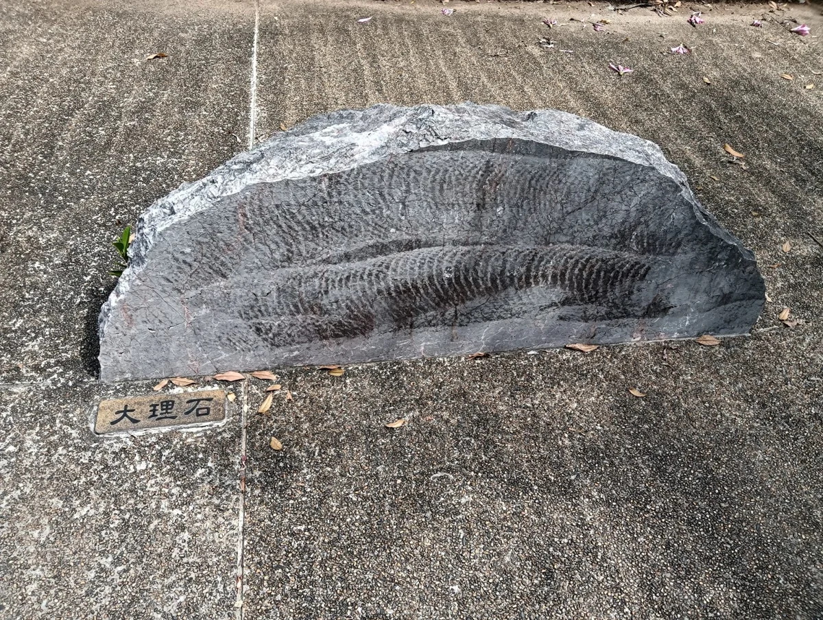 北市賞花免遠行!林森公園「粉白花毯+美人樹」微秋綻放 4種岩石觸覺體驗大公開