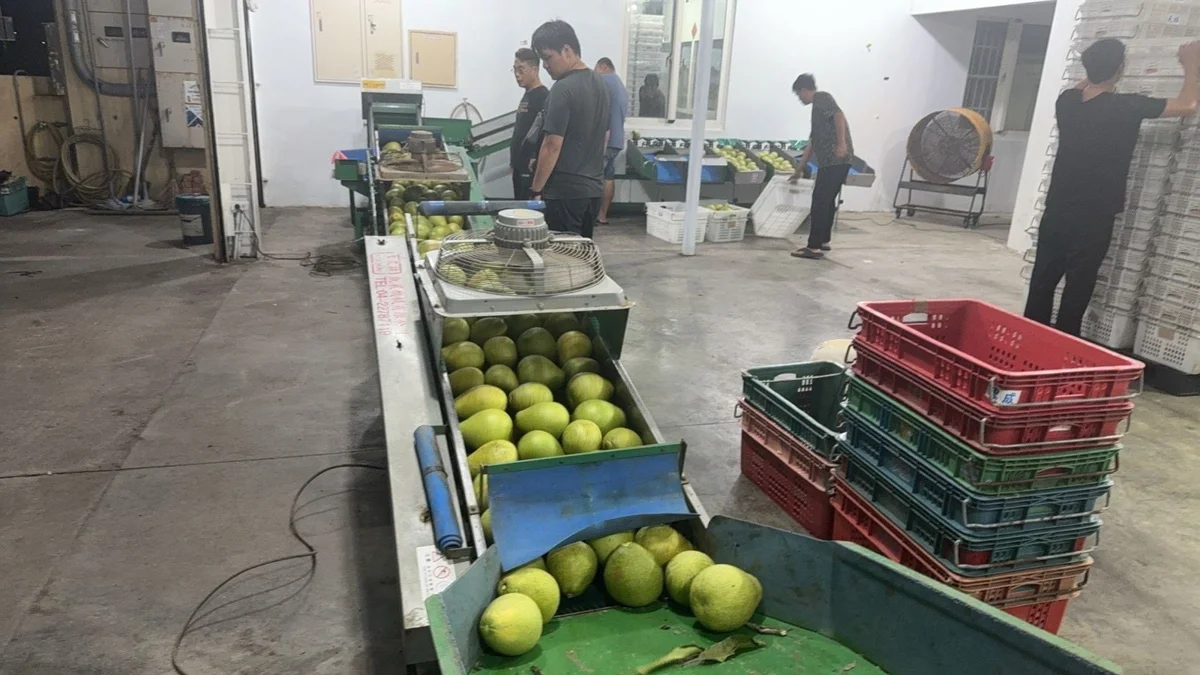 買花蓮文旦柚更安心!縣府9/8起實地評鑑33家包裝場 嚴格把關外銷品質