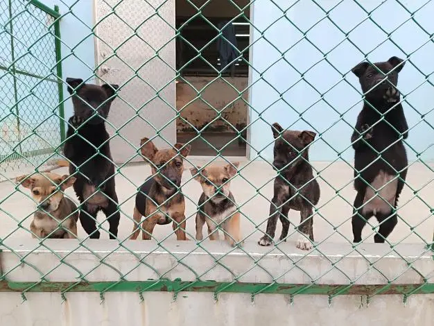 毛孩的家需要你！苗栗動保園區籲「領養代替購買」，給浪浪一個溫暖的歸宿