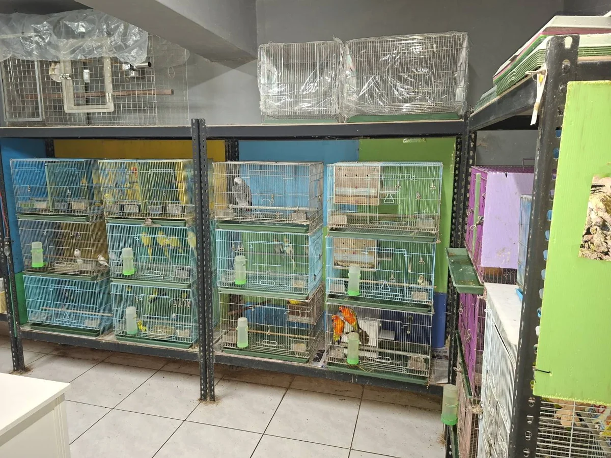 觀賞鳥健康把關!動保處派員至鳥店、繁殖場採樣監測