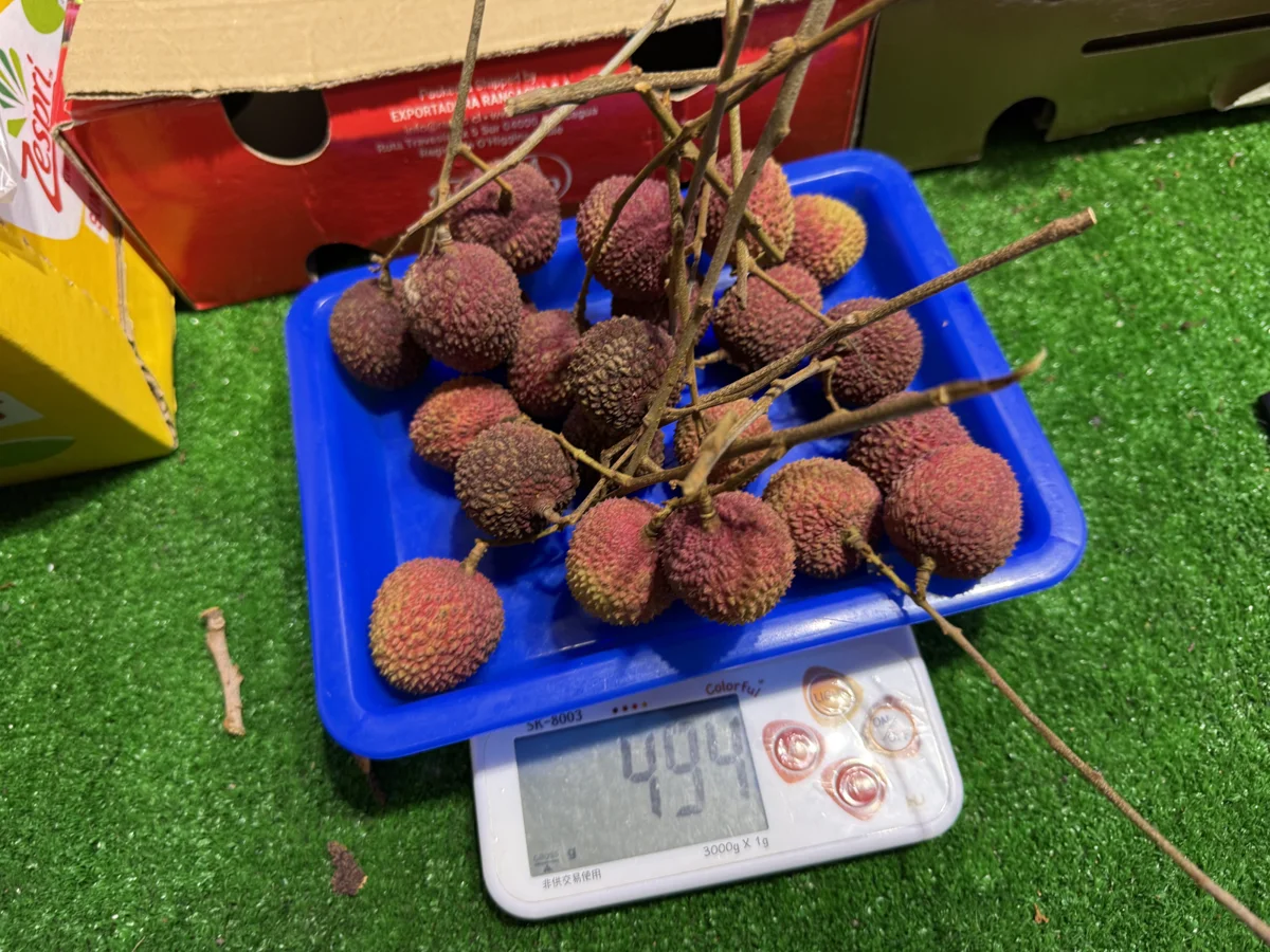 北市6月蔬果抽驗結果出爐!「香菜、荔枝」農藥超標最嚴重 違規產品全下架