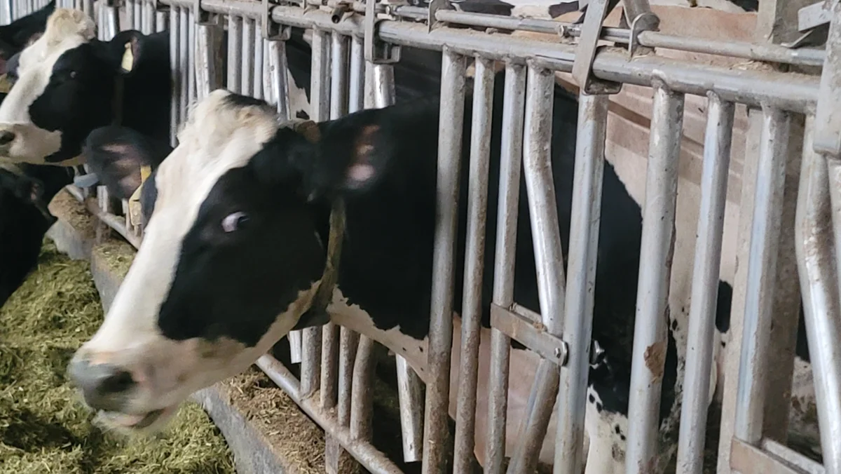 迎戰進口乳品衝擊!新北推「牛力護航計畫」 專家出馬助酪農升級