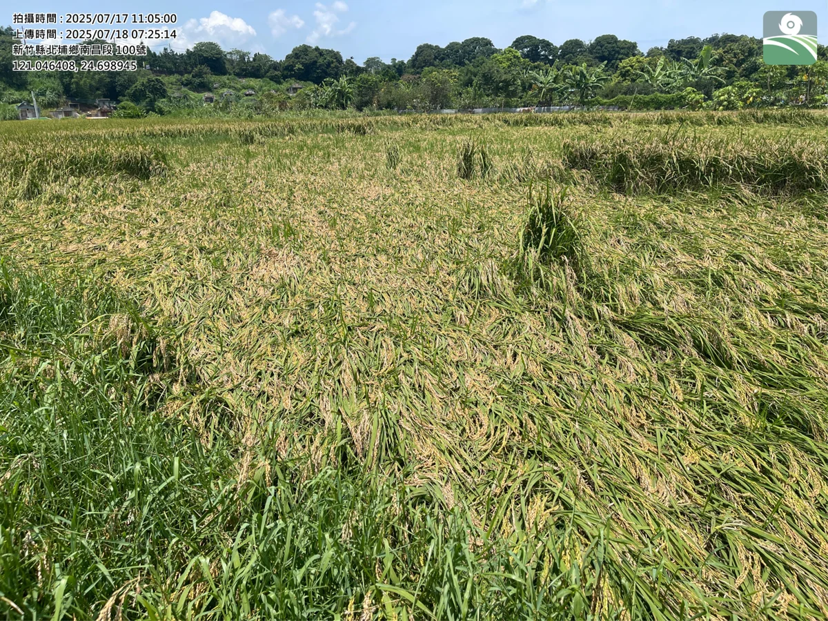 巴威颱風逼近!竹縣府籲農漁民啟動防颱大作戰 4招保平安
