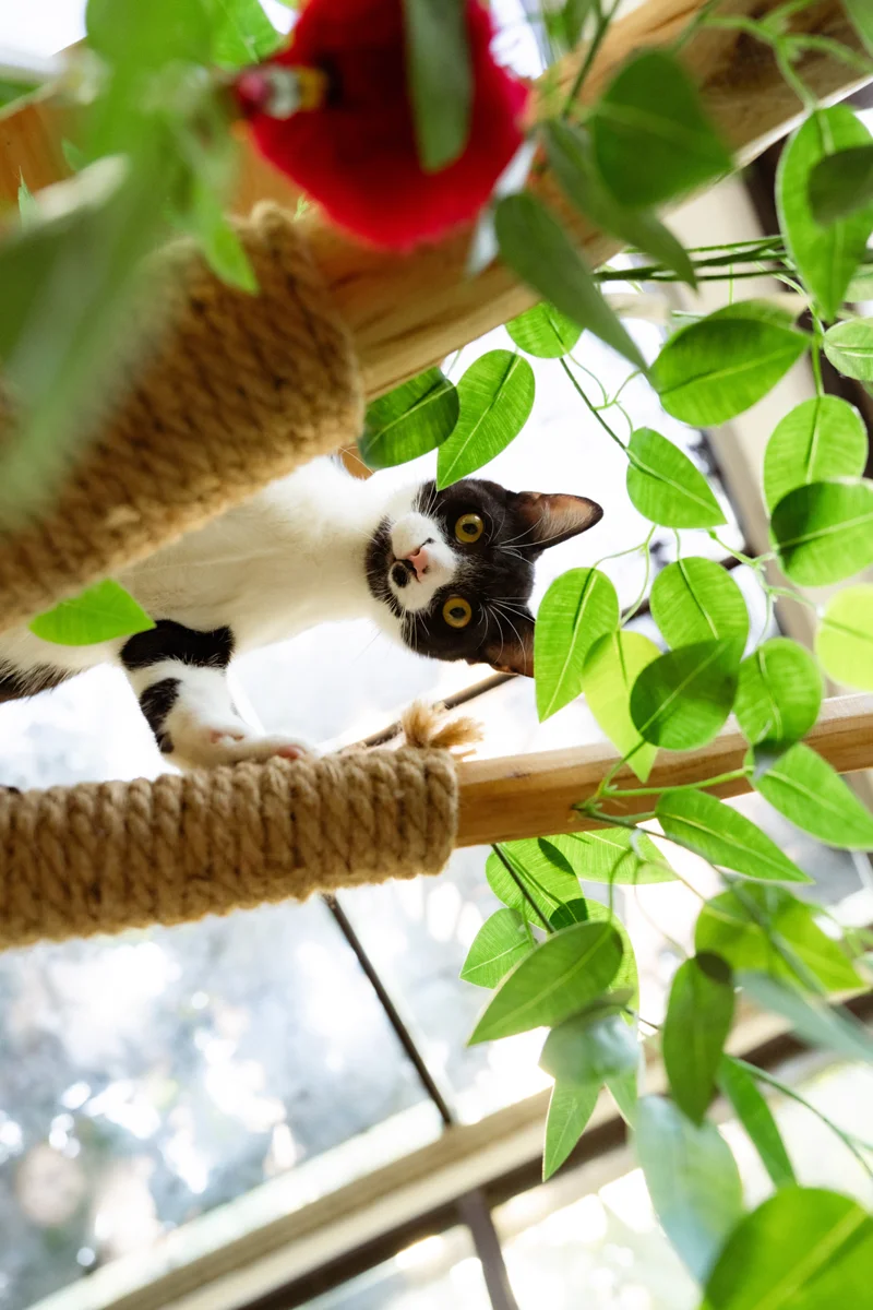 【2026國際貓咪日】遊猴硐貓村必看！牢記「友善5守則」再帶限量祈福小卡回家
