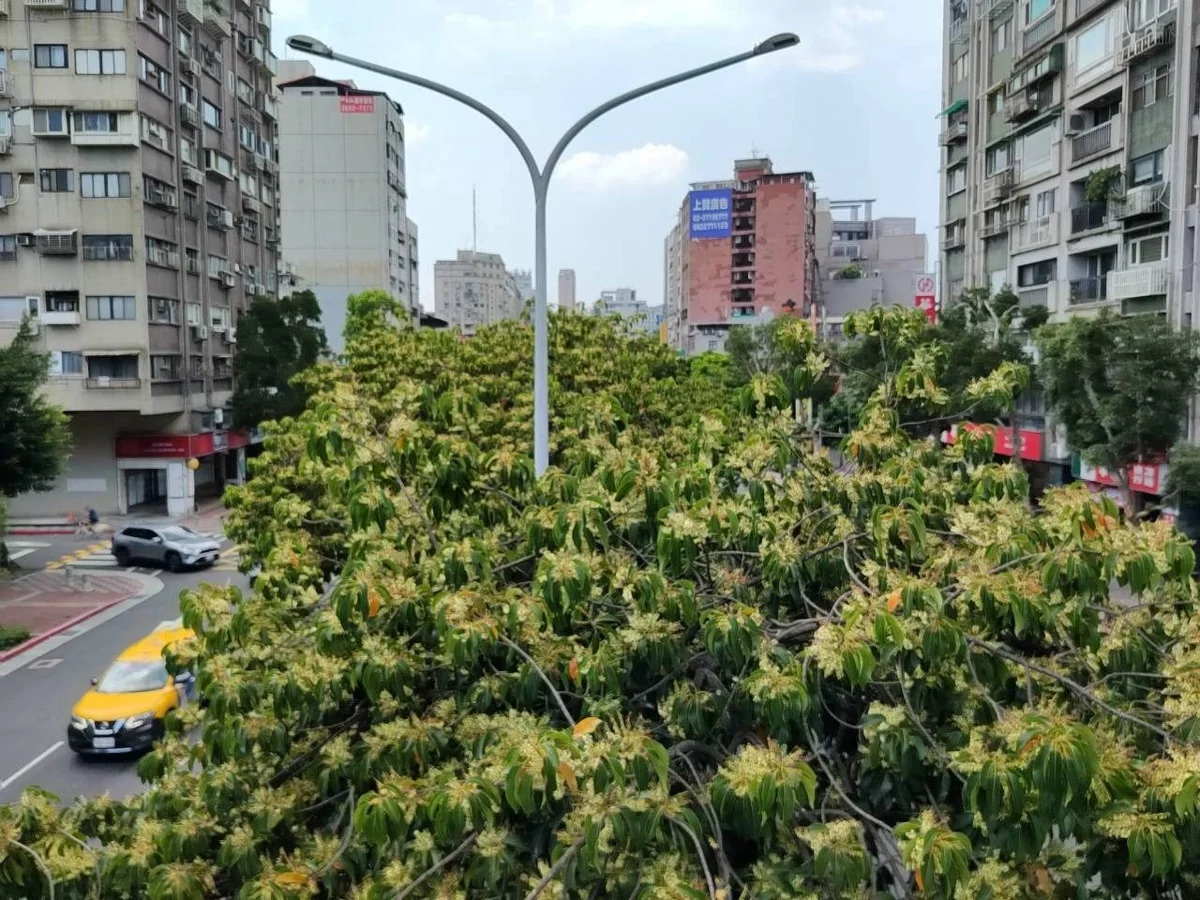 台北8月下雪了?大安區和平東路「錫蘭橄欖」純白花海綻放,絕美秋雪限定登場!