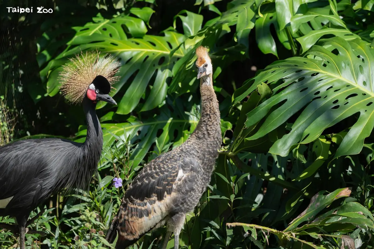 北市動物園最萌「混搭」家庭!黑頸冠鶴當奶爸媽,溫馨撫育灰頸冠鶴寶寶