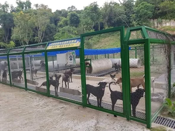 毛孩認養前必看!苗栗動保園區揭「飼主責任」關鍵:無法續養該怎麼辦?