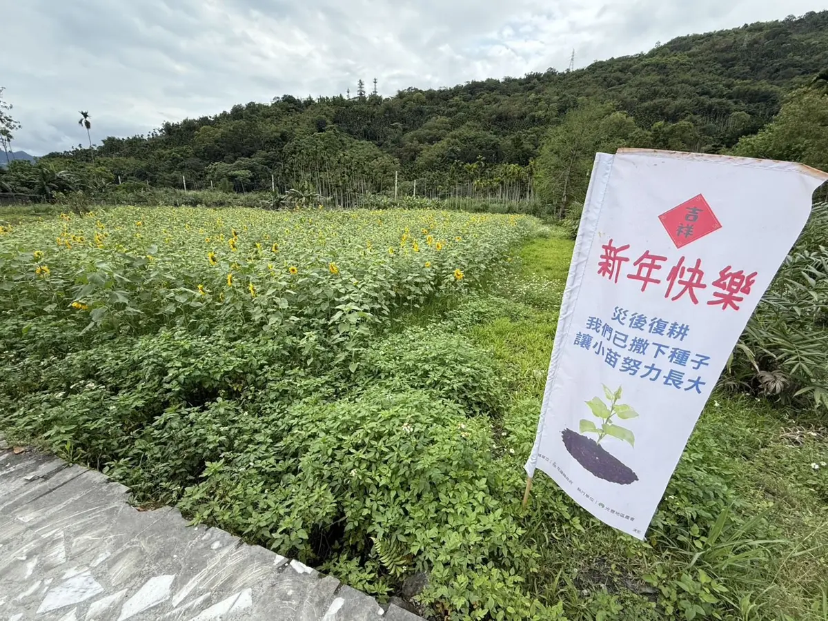 馬太鞍溪災後重生!花蓮府會攜手助農友復耕,整復示範田開出希望花朵