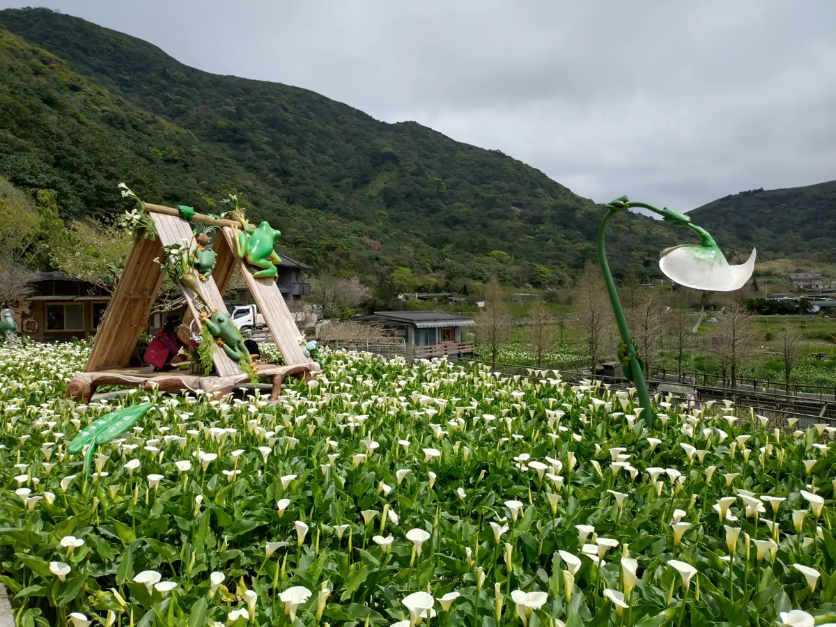 竹子湖海芋季倒數!把握最後2週黃金期 賞純白花海、拍絕美大片
