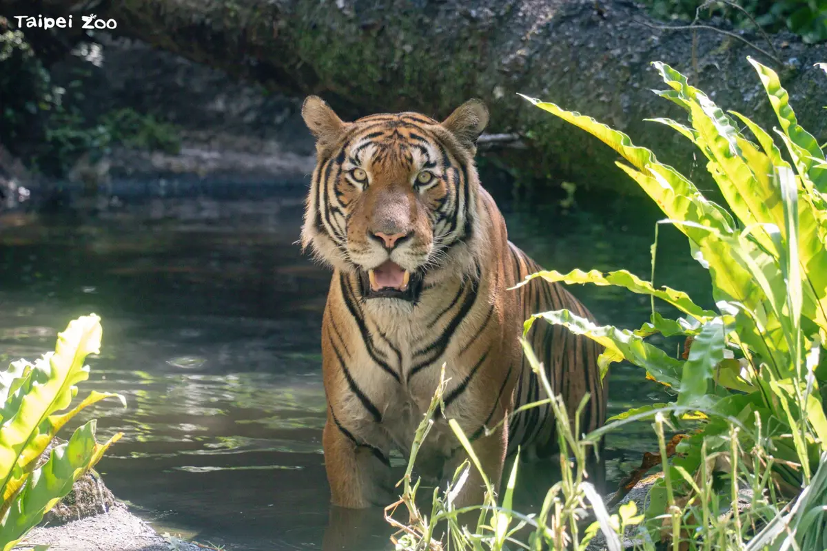 帥氣新郎來了!星國馬來虎「Arhaa」入住北市動物園,盼與「Shima」共譜戀曲救瀕危族群