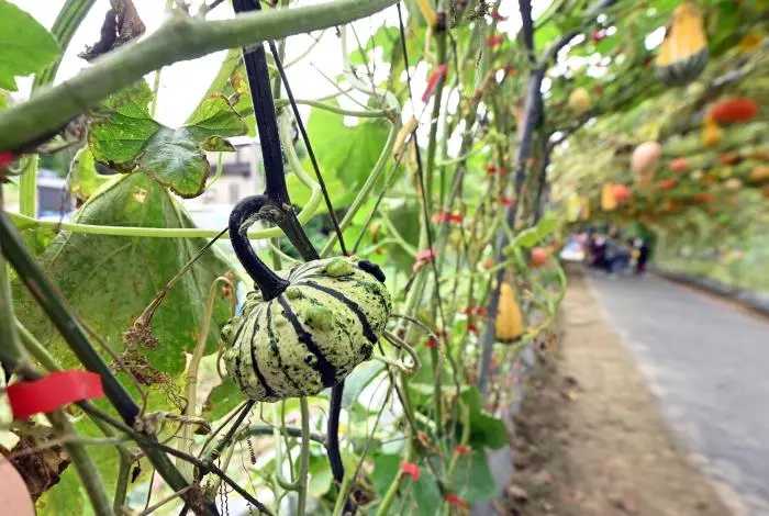 圖片來源:苗栗縣政府