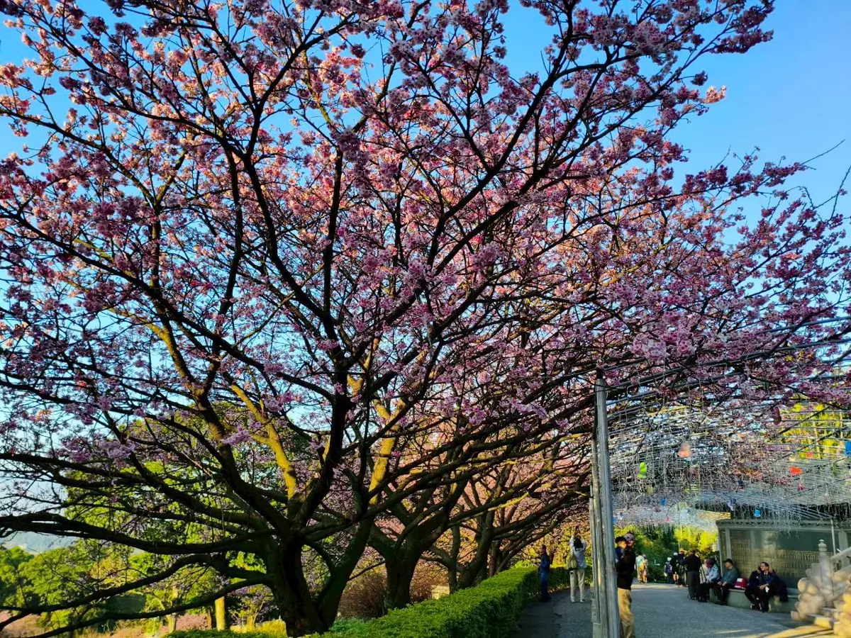 圖片來源:新北市政府