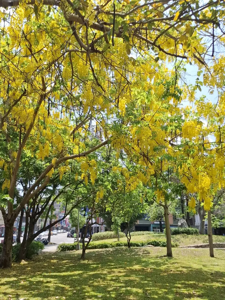 圖片來源:臺中市政府