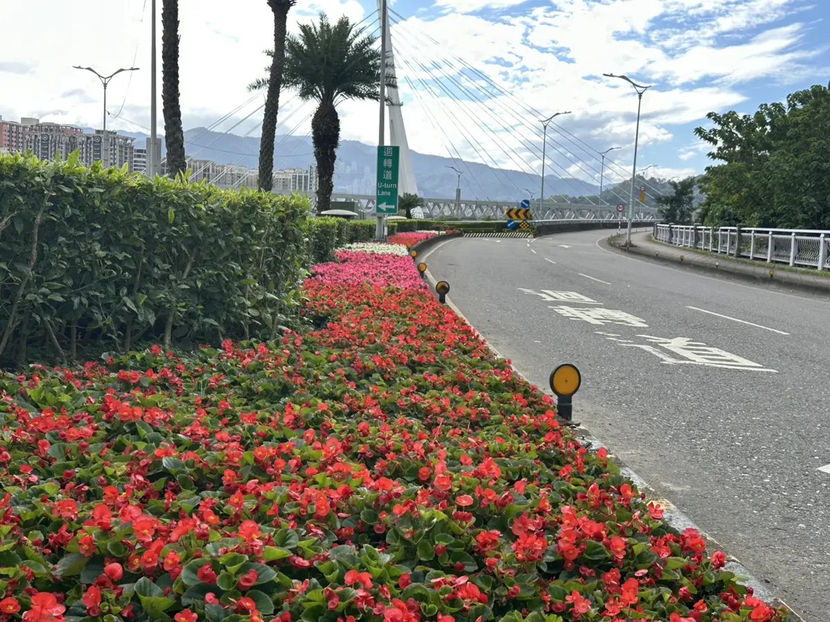 永和環快花開了！四季秋海棠繽紛綻放，新北街頭秒變春天畫布