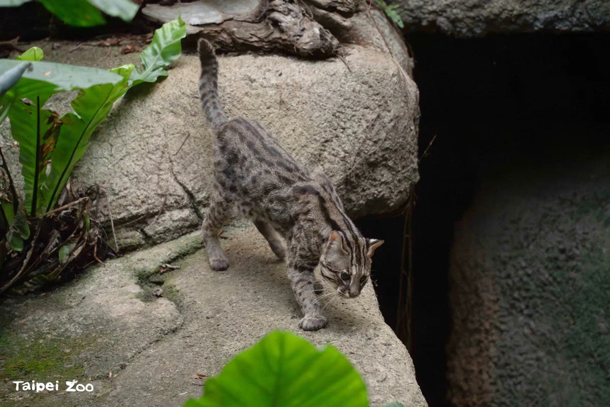 夜貓子集合!動物園夜間開放賞石虎,星光票4點入園享奇妙之夜