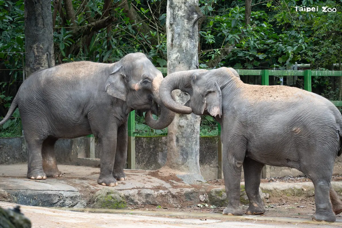 木柵動物園「林旺白宮」將走入歷史!亞洲象友愷、友信3月下旬搬家,新鄰居是「她」