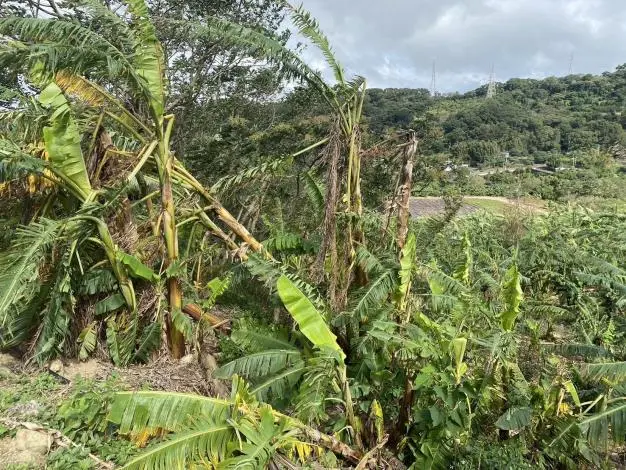鳳凰颱風來襲!新竹縣長楊文科急籲農友備戰 3大作物防颱SOP一次看
