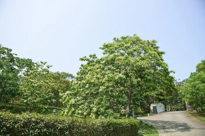 圖片來源:苗栗縣政府