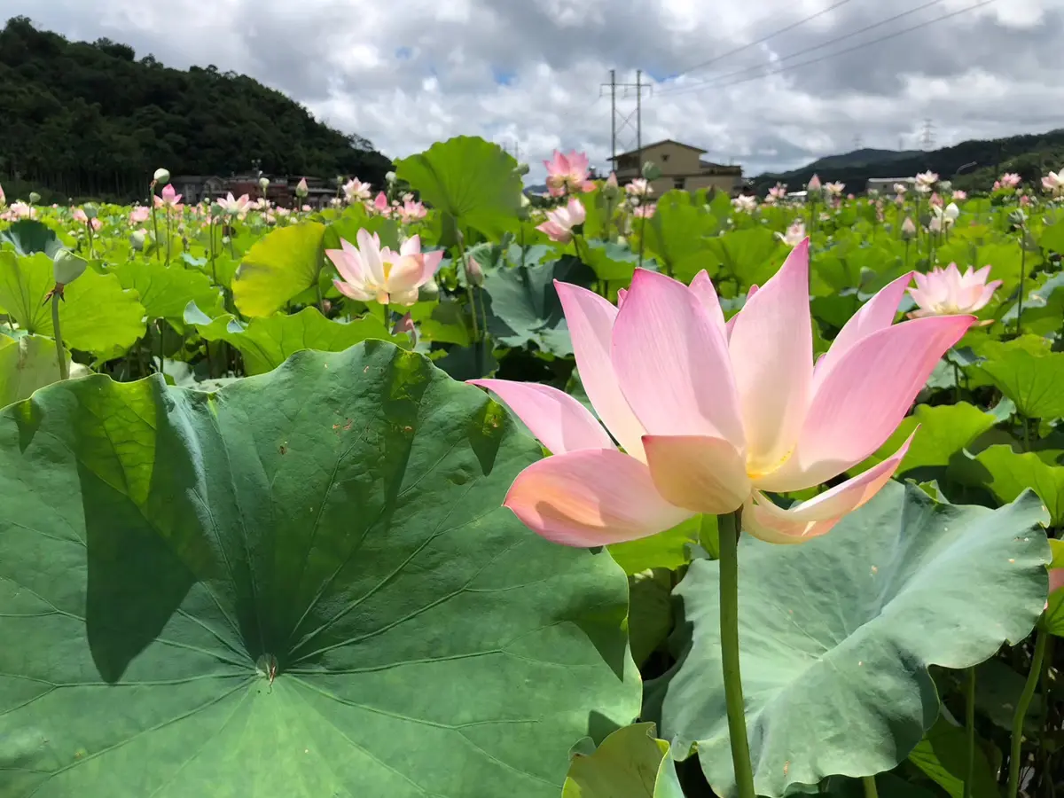 圖片來源:新北市政府