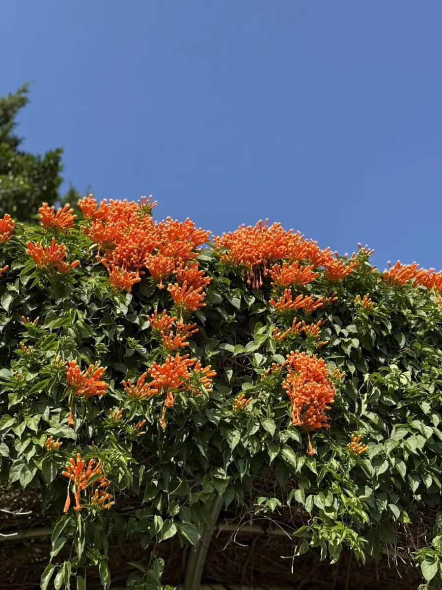 圓山秘境花瀑盛開!橘黃炮仗花海喜迎春節,捷運直達免擠人