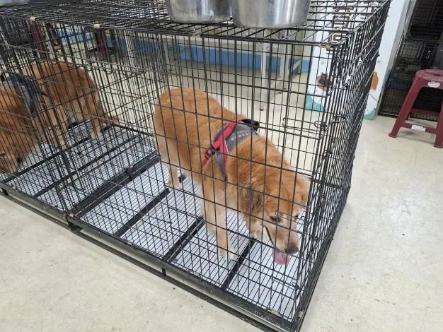 圖片來源:苗栗縣政府
