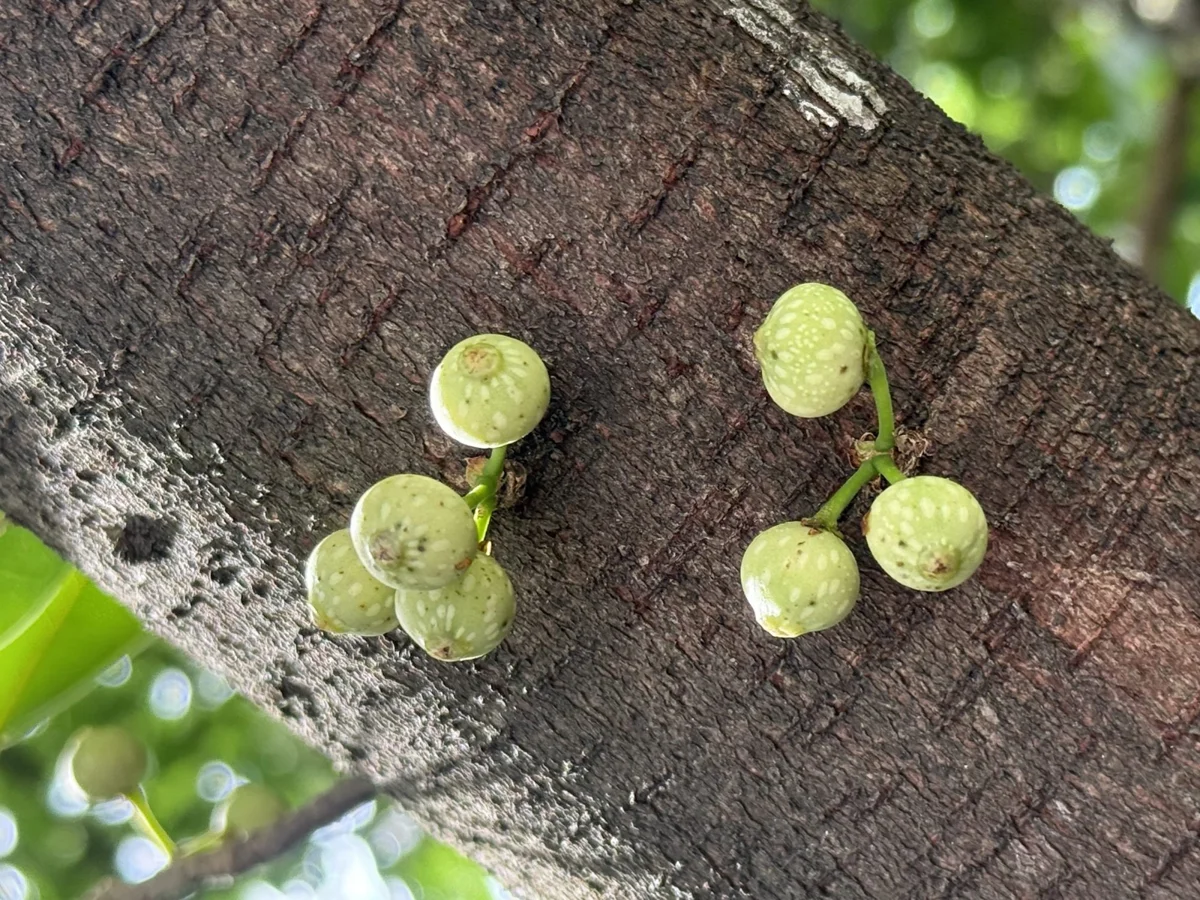 圖片來源:臺北市政府