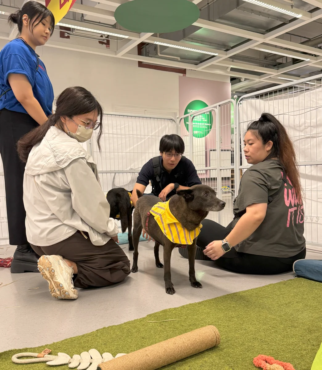認養毛孩先來沙發坐坐!瑞芳動物之家推「生活型送養」 10/10古亭溫馨登場
