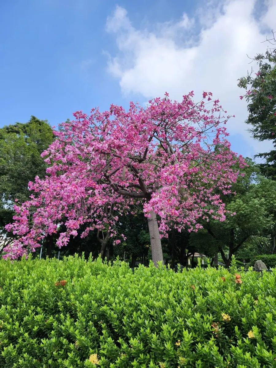 圖片來源:臺中市政府