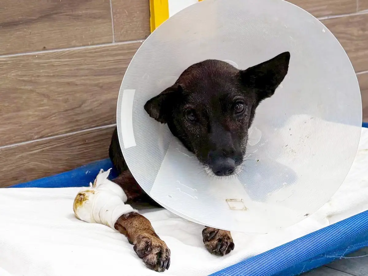 中和動物之家引進針灸奇蹟!癱瘓浪犬「噹妹」重新站立,暖心畫面曝光