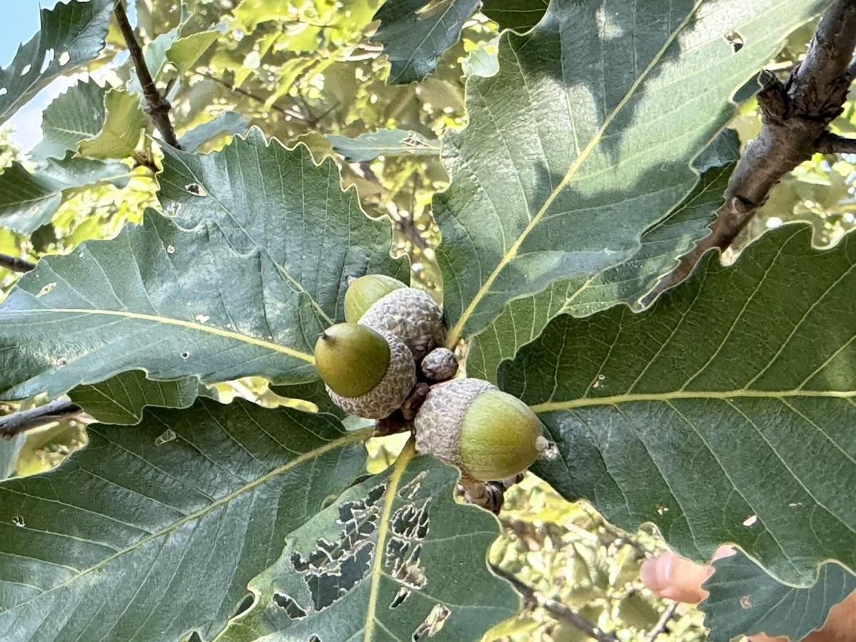 搶救極度瀕危植物!竹縣「槲櫟保育」闖關活動10/17登場 限量名額快報名