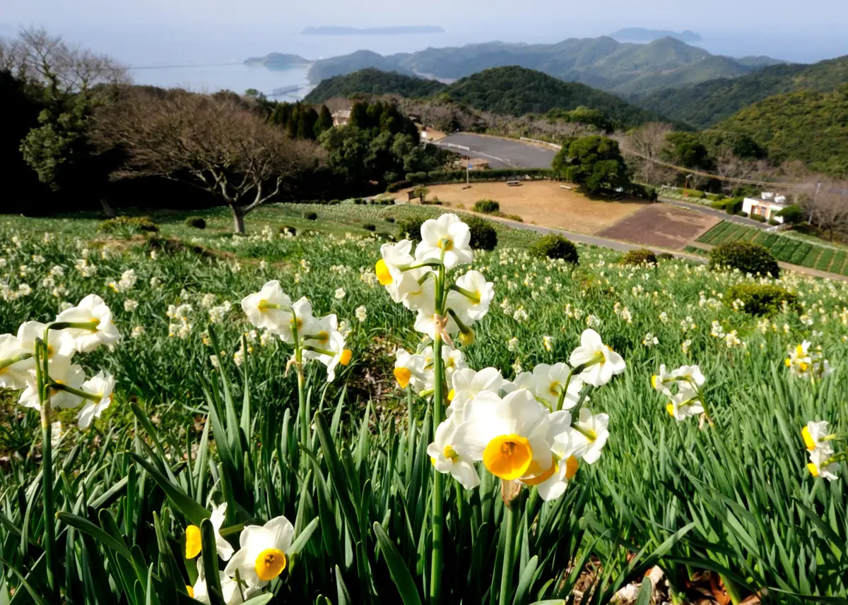 天草市牛深町「水仙公園」迎來盛開季節