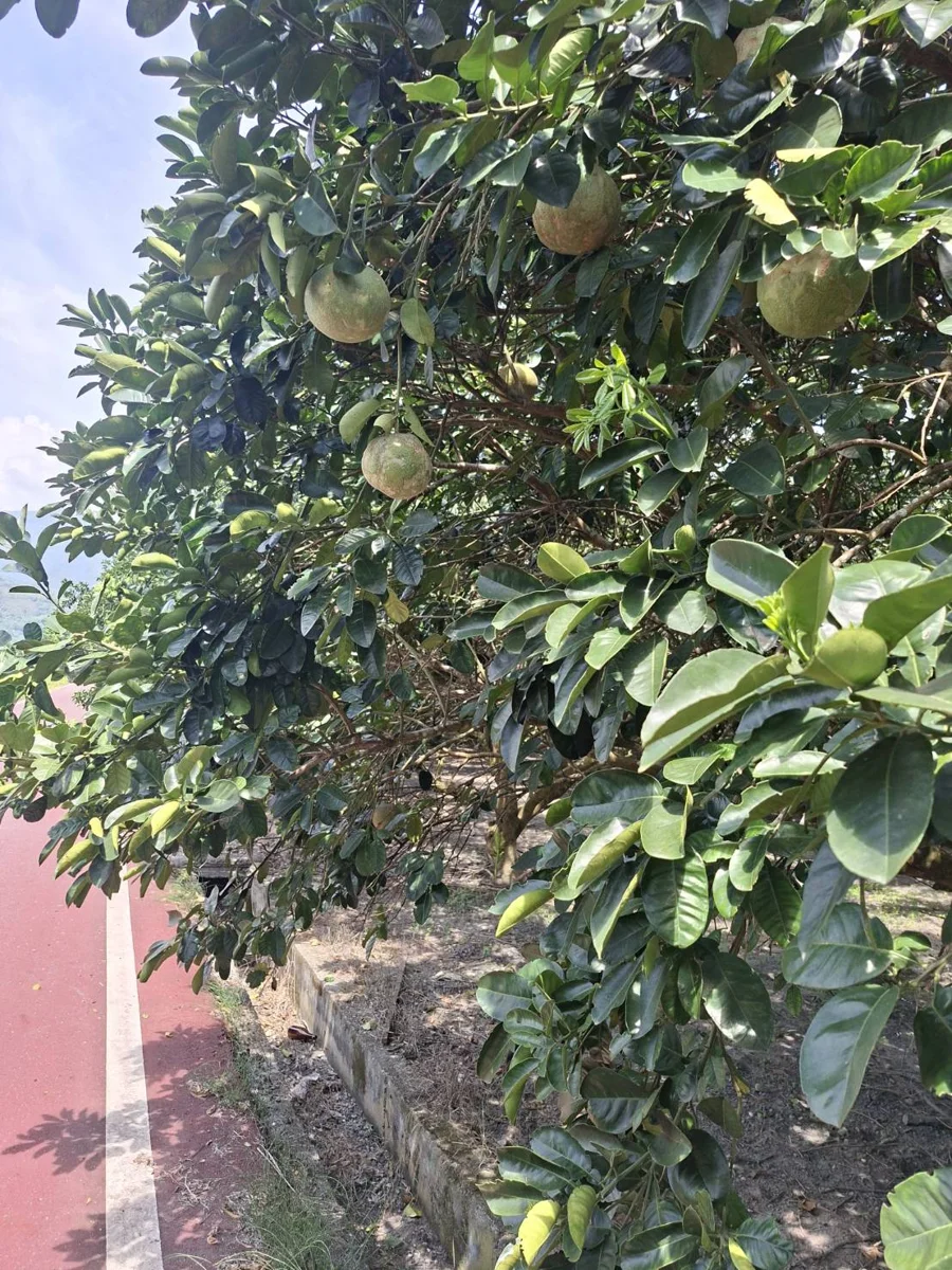 圖片來源:花蓮縣政府