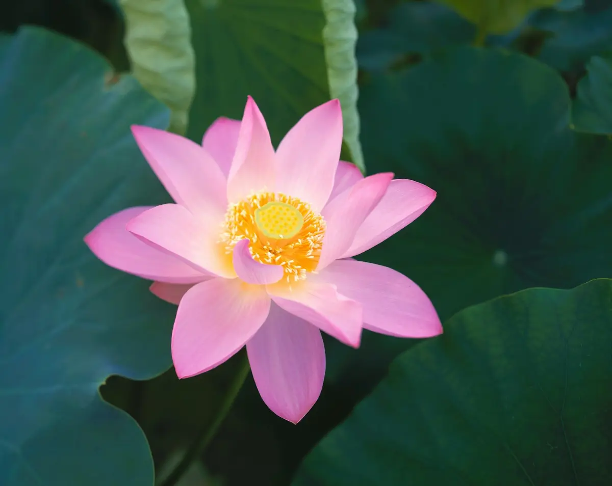 熊本上天草市「知里の曙」蓮花盛開 美景持續到 8 月上旬