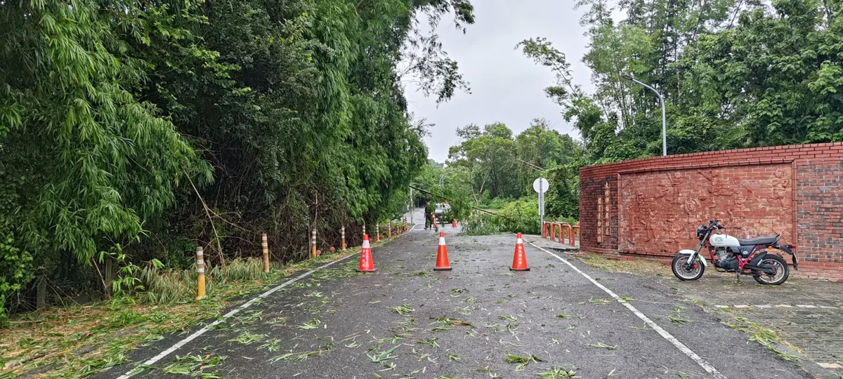 大村鄉路樹倒塌阻斷交通!員林警冒雨鋸樹火速搶通