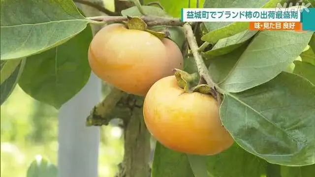 益城町出產「シンデレラ太秋」柿子,特殊栽培法提高品質