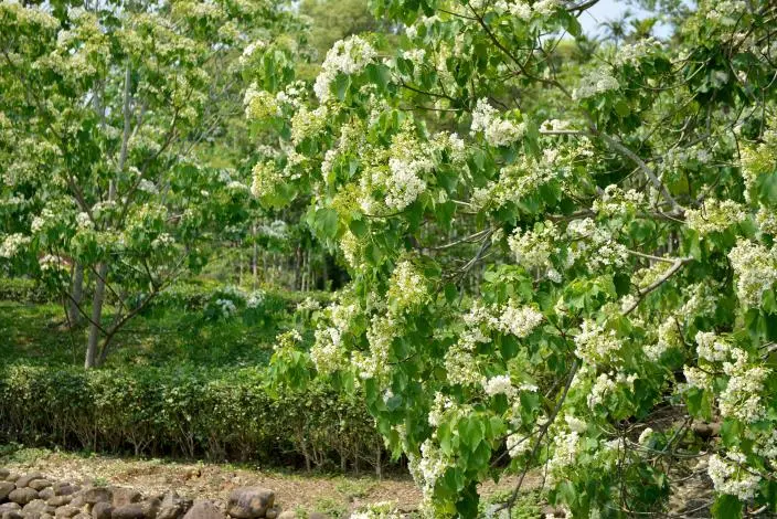 苗栗桐花季開跑!銅鑼客家大院「五月雪」登場,縣長鍾東錦化身土地公發麻糬求好運