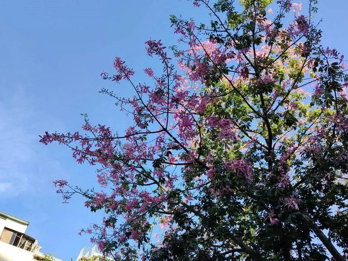 圖片來源:臺北市政府