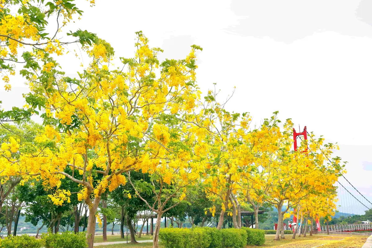 圖片來源:高雄市政府