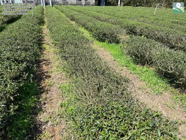 峨眉鄉茶農注意！3月乾旱災損，每公頃10萬現金救助4/10起開放申請