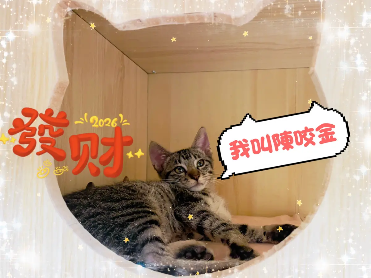 圖片來源:新北市政府