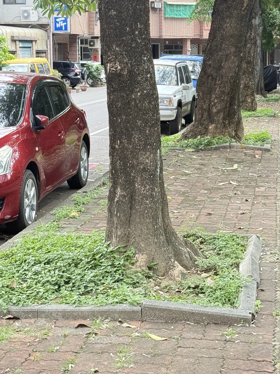 台中東區東光園路10/22起封路施工!移除38株危木改種台灣原生櫸木