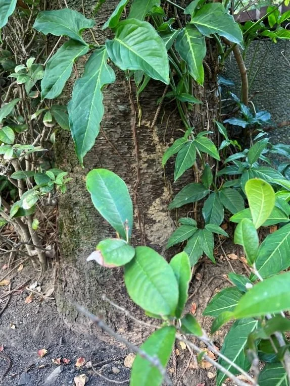 圖片來源:臺北市政府